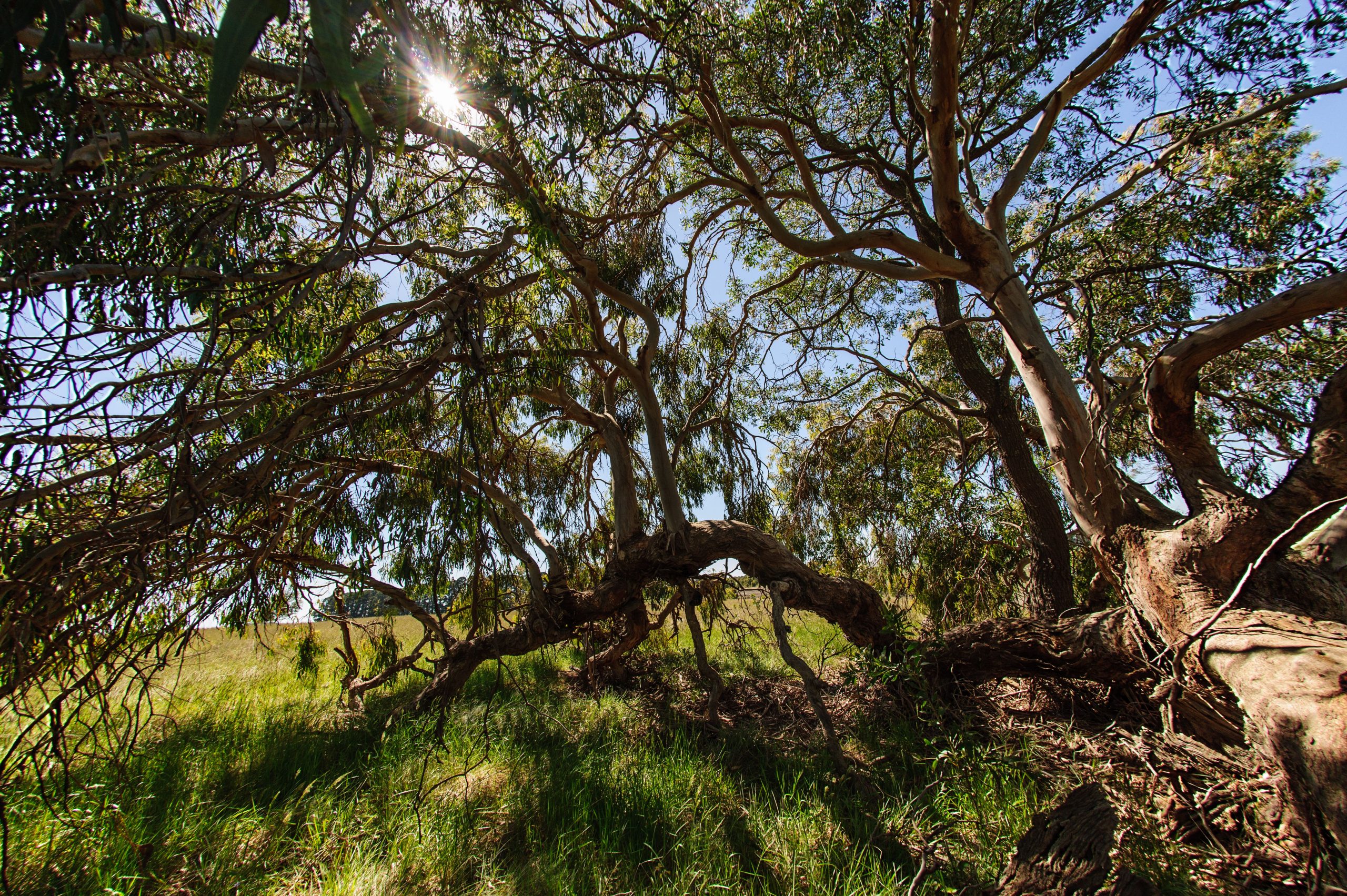 Photo for Protecting Grassy Eucalypt Woodland on our farm with a Conservation Covenant blog