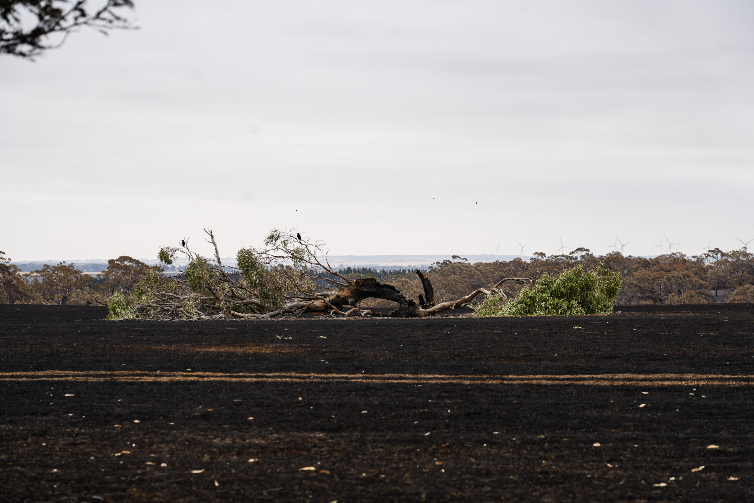 Photo for Bushfires hit Meredith – Paringa and Bungle Gully blog